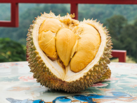 Musang King